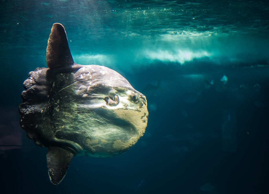 Shutterstock: Ocean sunfish