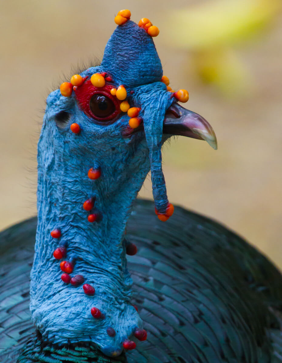 Shutterstock: Ocellated turkey