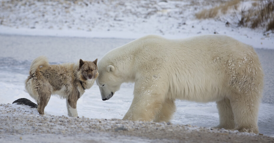 Shutterstock: Polar bear with dog