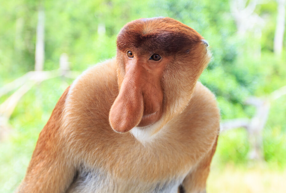 Shutterstock: Proboscis monkey