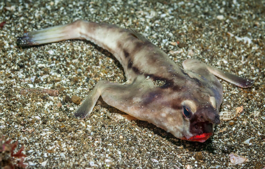 Shutterstock: Red-lipped batfish