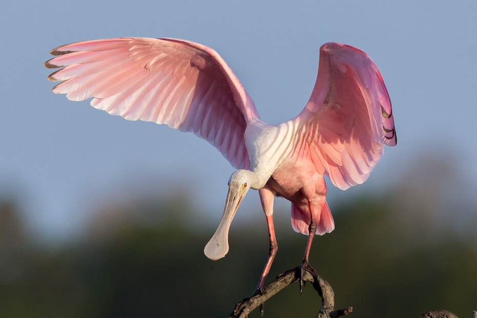 Shutterstock: Roseate spoonbill