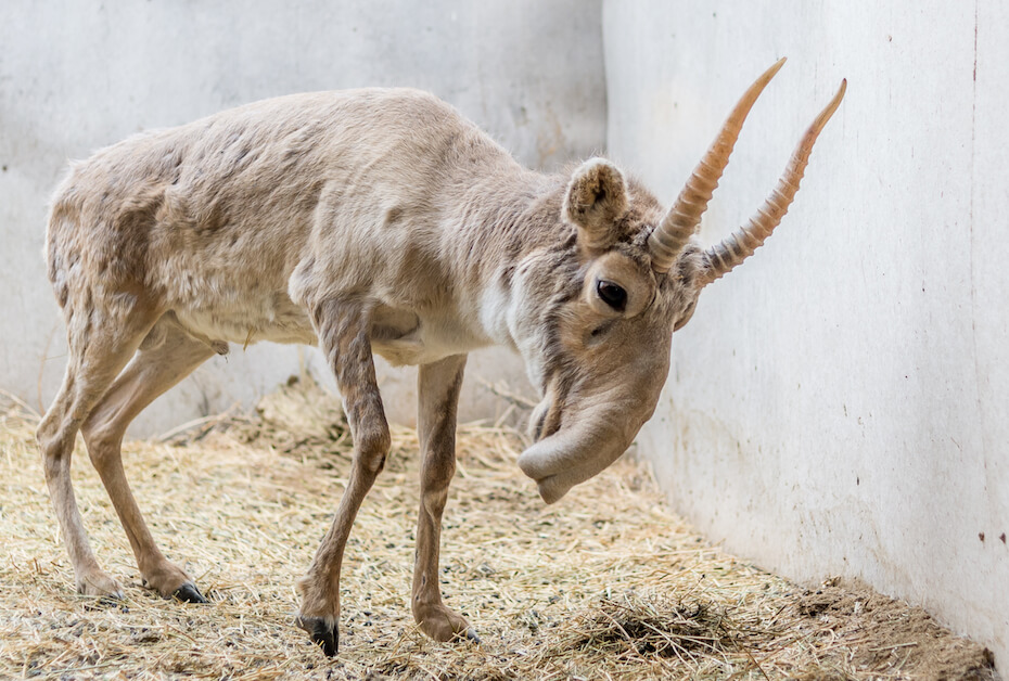 Shutterstock: Saiga antelope