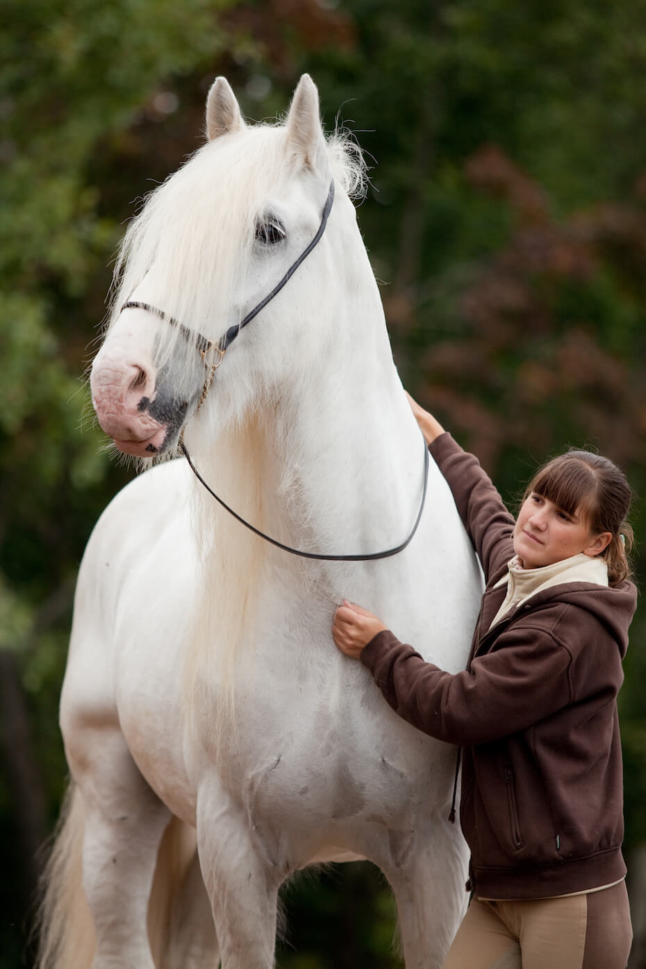 Shutterstock: Shire horse with rider