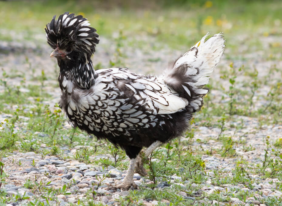 Shutterstock: Silver laced polish chicken