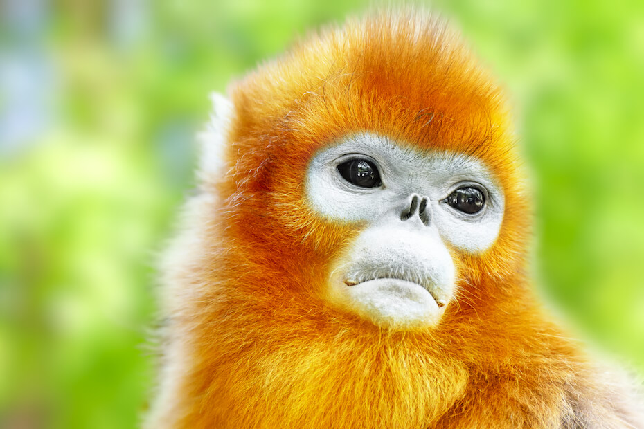 Shutterstock: Snub-nosed monkey