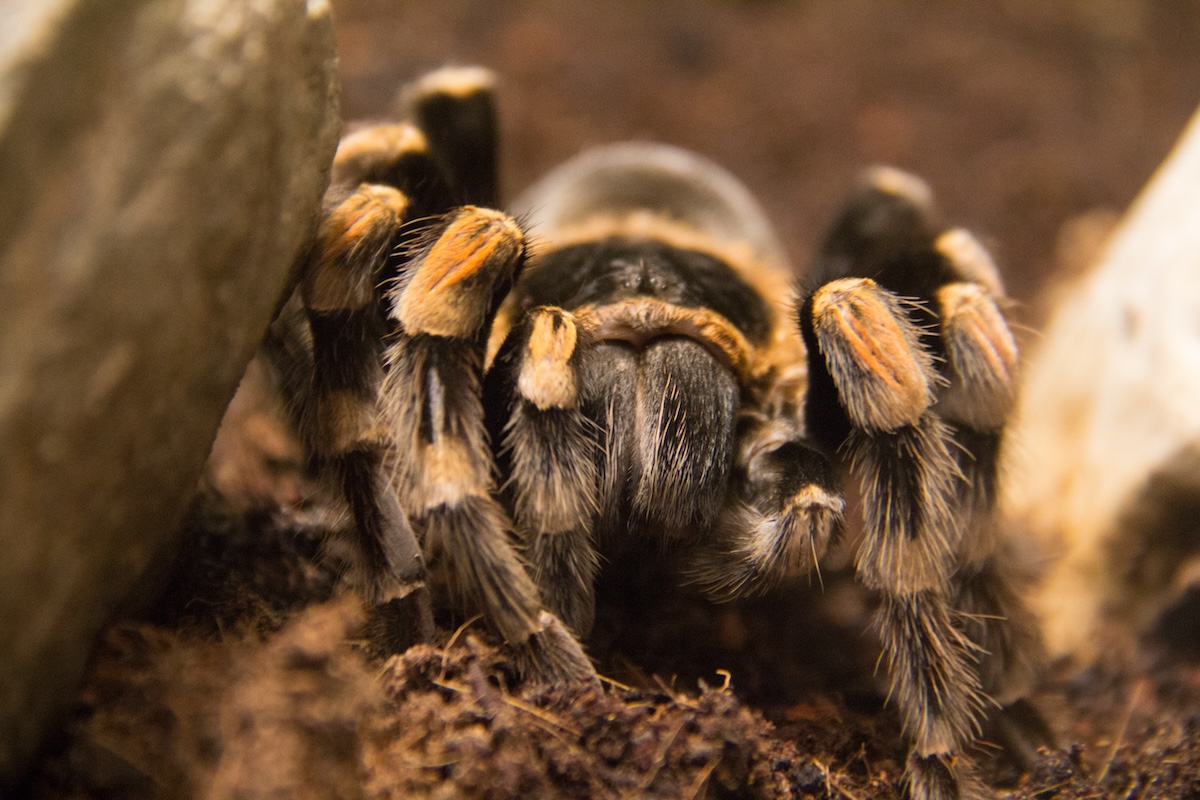 Shutterstock: Close up of a bird spider resting on soil ground with the typical orange spots