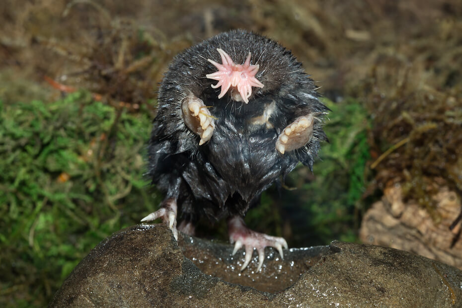 Shutterstock: Star-nosed mole
