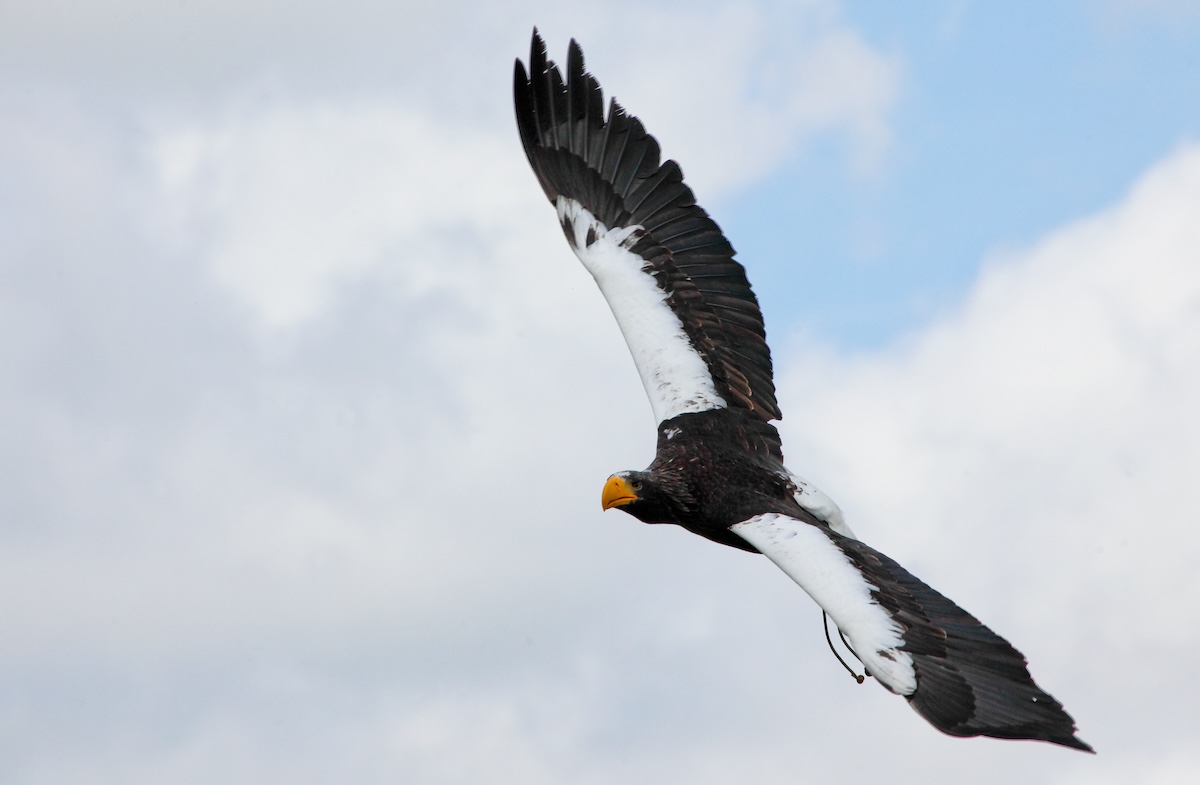 Shutterstock: Steller's sea eagle (Haliaeetus pelagicus) in flight.