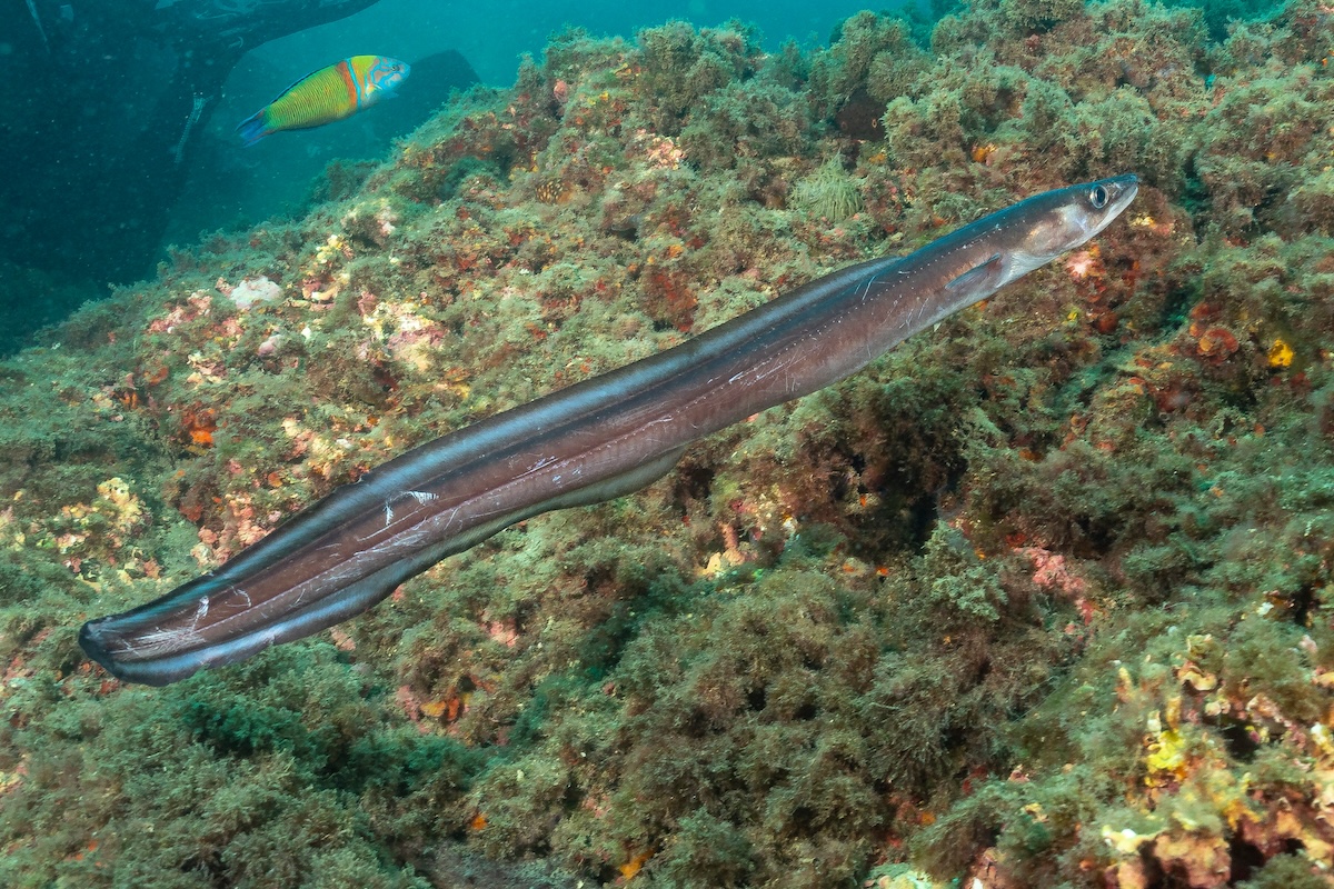Shutterstock: European conger (Conger conger) Granada, Spain
