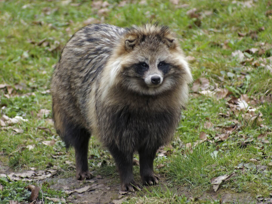 Shutterstock: Tanuki Japanese raccoon dog