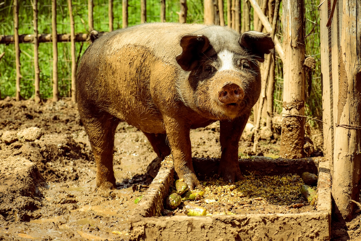 Shutterstock: A Poland China pig looking strait into the camera- A Sow is in a pig pen, standing in mud with a picket fence behind her while eating corn out of a slop pile