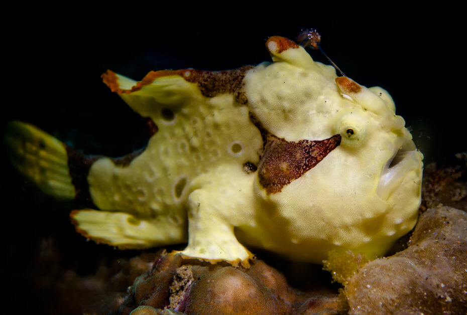 Shutterstock: Warty anglerfish