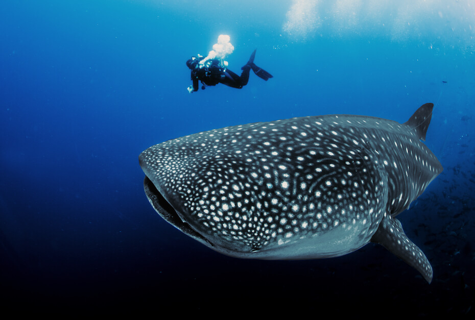 Shutterstock: Whale shark and diver