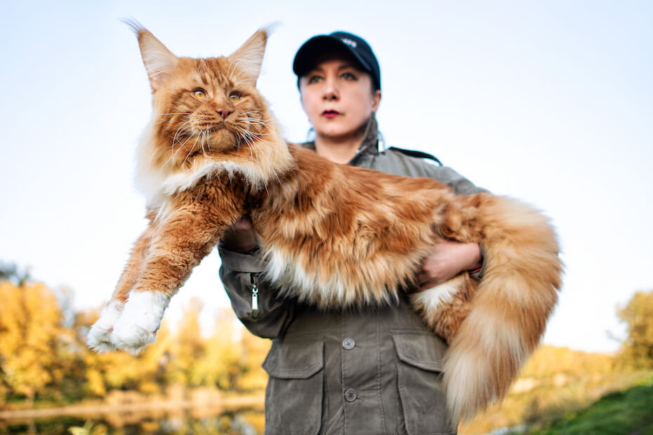 Shutterstock: Woman holding giant Maine Coon cat