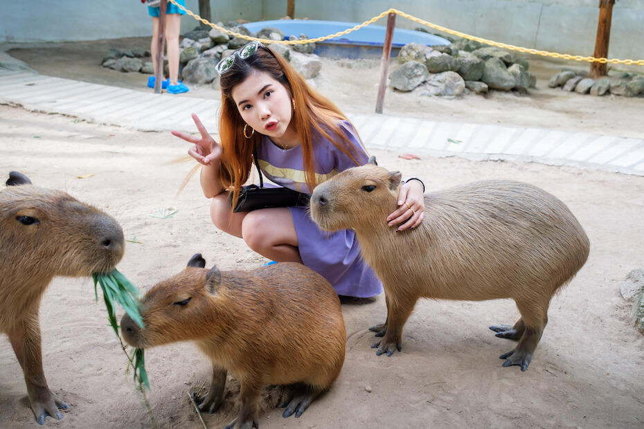 Shutterstock: Woman takes photo with capybaras
