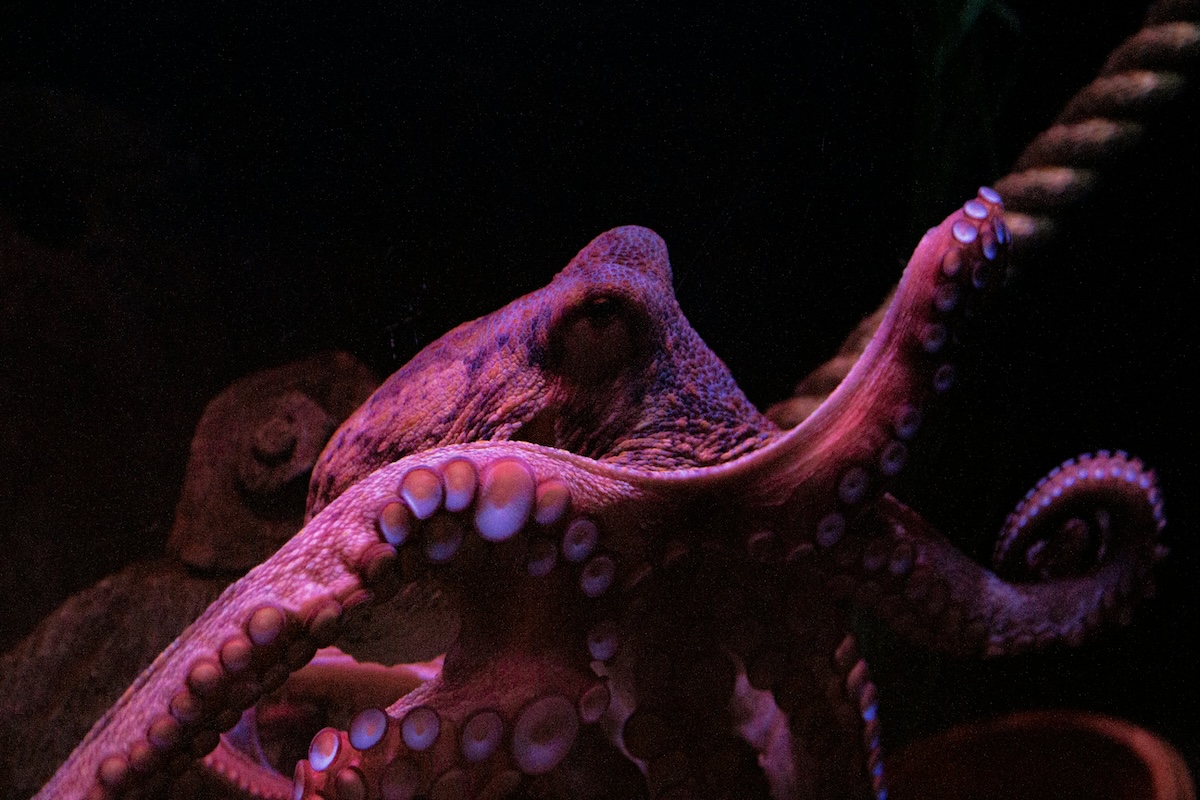 Unsplash: Giant pacific octopus by Matteo Vella