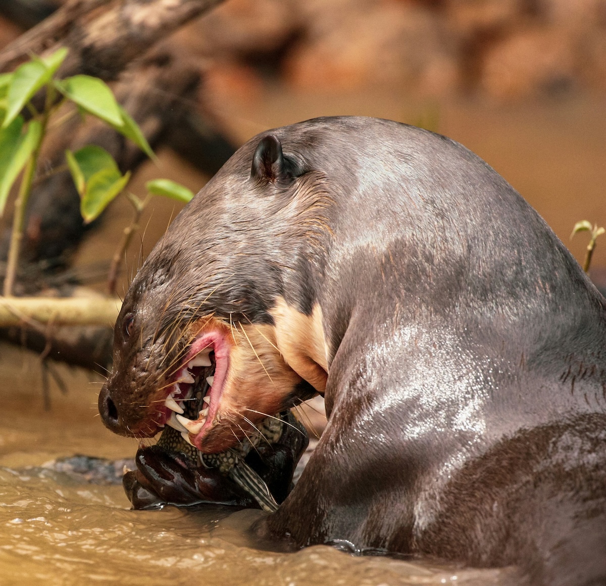 Unsplash: Giant river otter by david waite