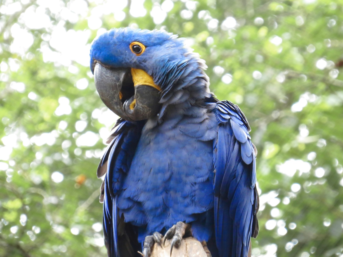 Unspash: Hyacinth macaw by Jaime Dantas