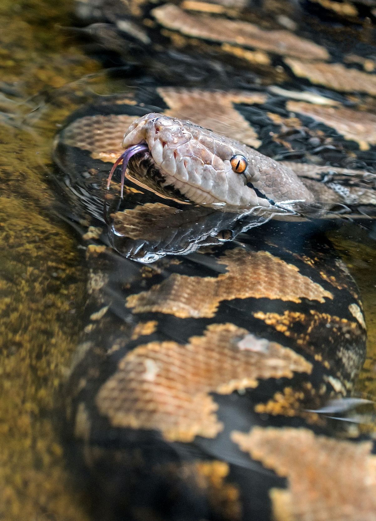 Unsplash: Reticulated python by David Clode