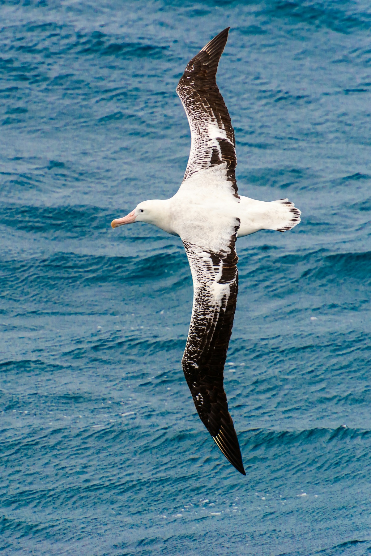 Unsplash: Wandering albatross by Paul Carroll