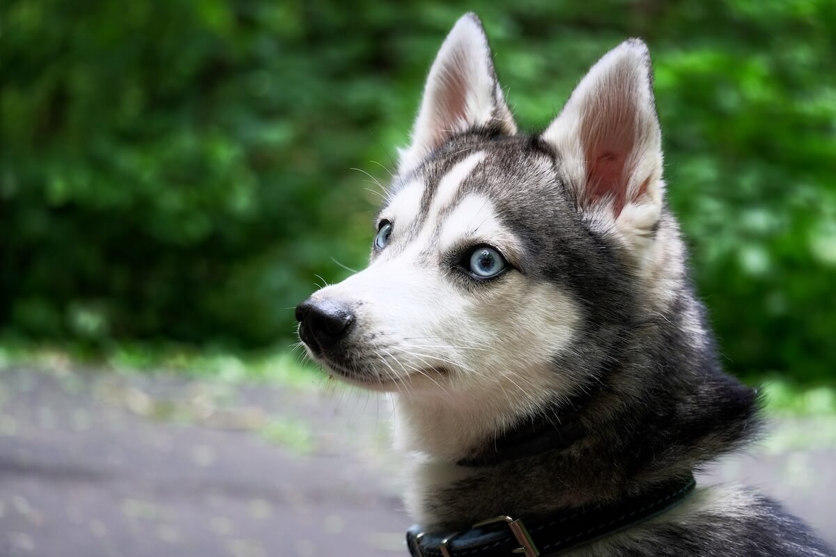 Shutterstock: Alaskan Klee Kai. Mini Husky