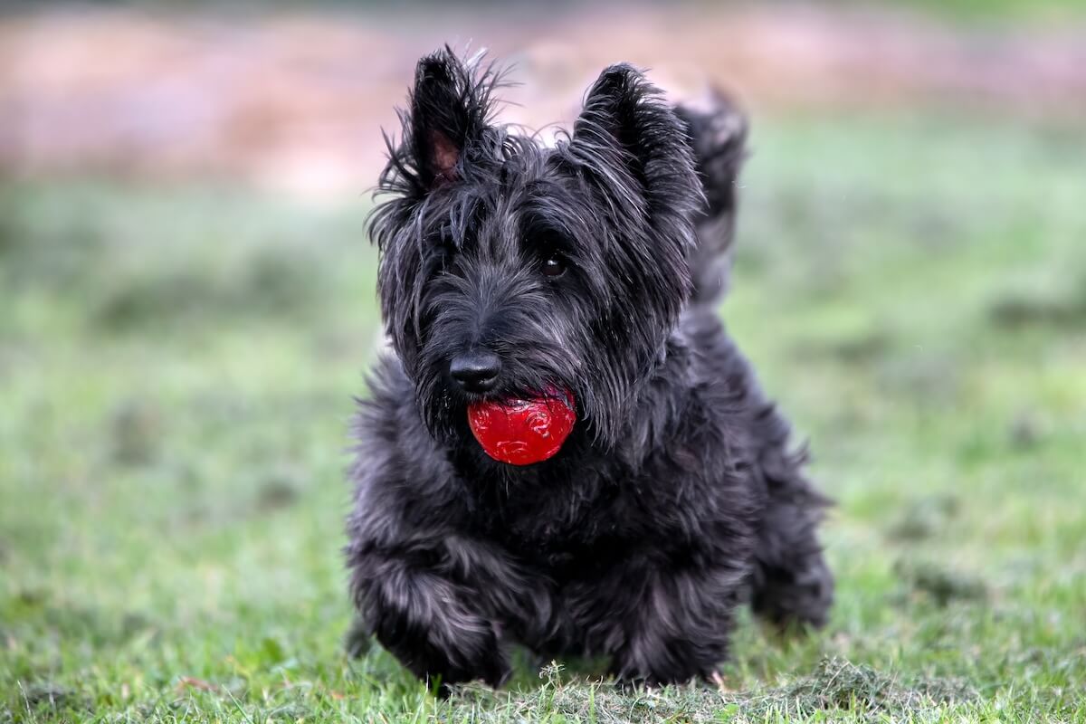 Shutterstock: Scottish Terrier playing with a bright red ball