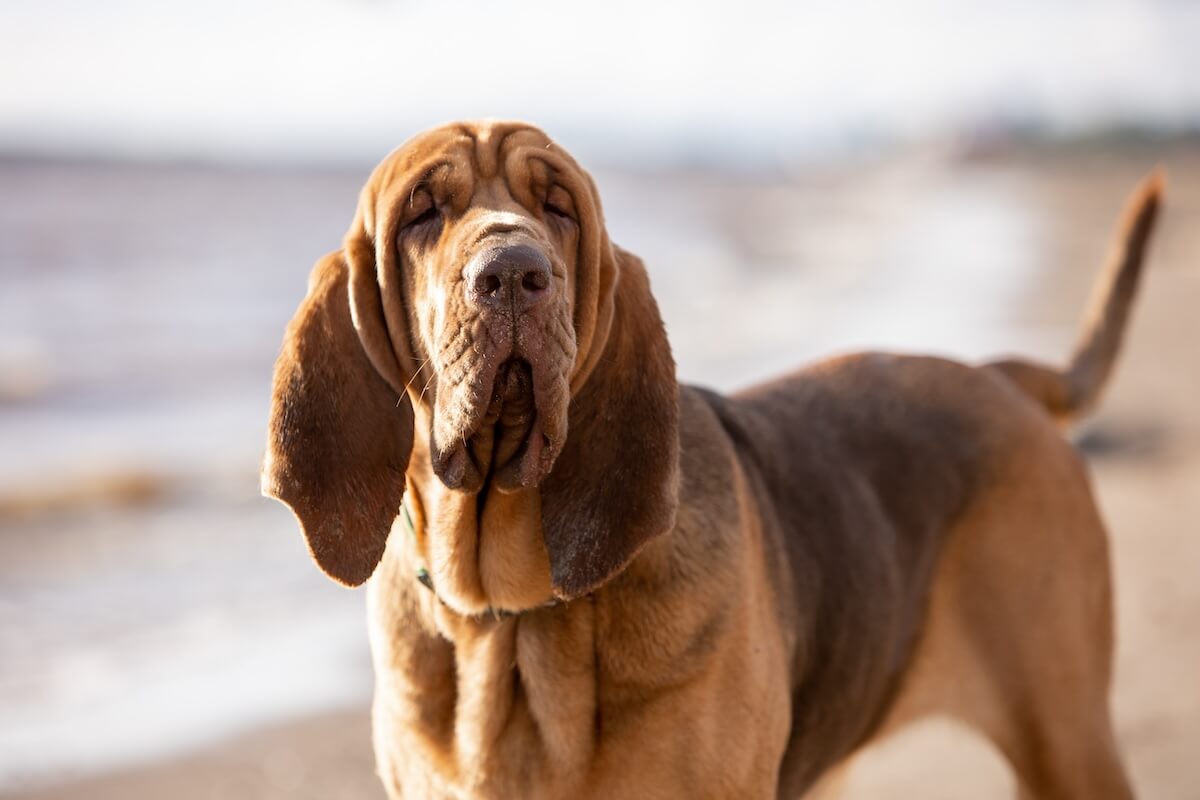 Shutterstock: Close-up portrait of a brown bloodhound on a sunny day
