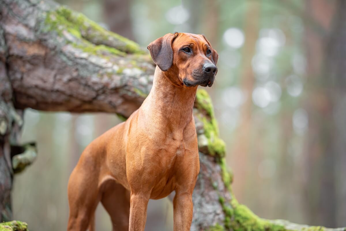 Shutterstock: Beautiful purebred rhodesian ridgeback junior puppy, calm blurred background. Close up pet portrait in high quality.