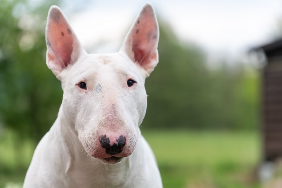 Shutterstock: white bull terrier portrait with copy space