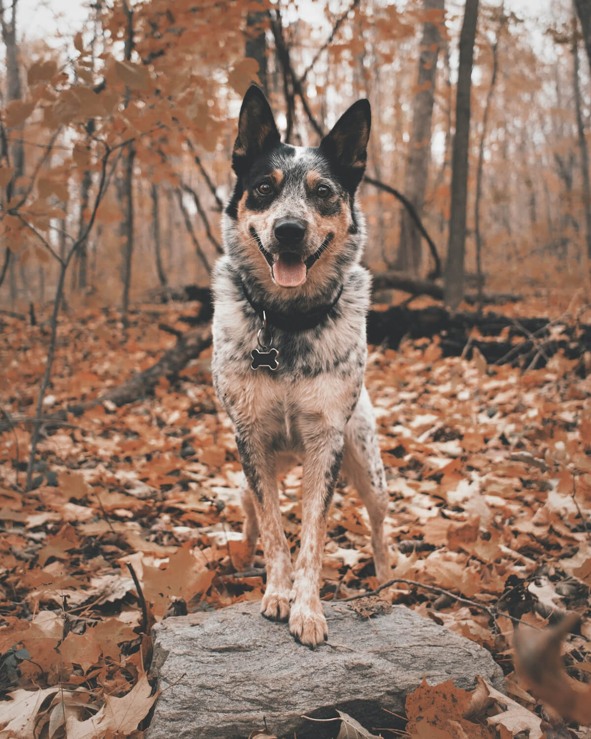 Unsplash: Australian cattle dog by daniel lincoln