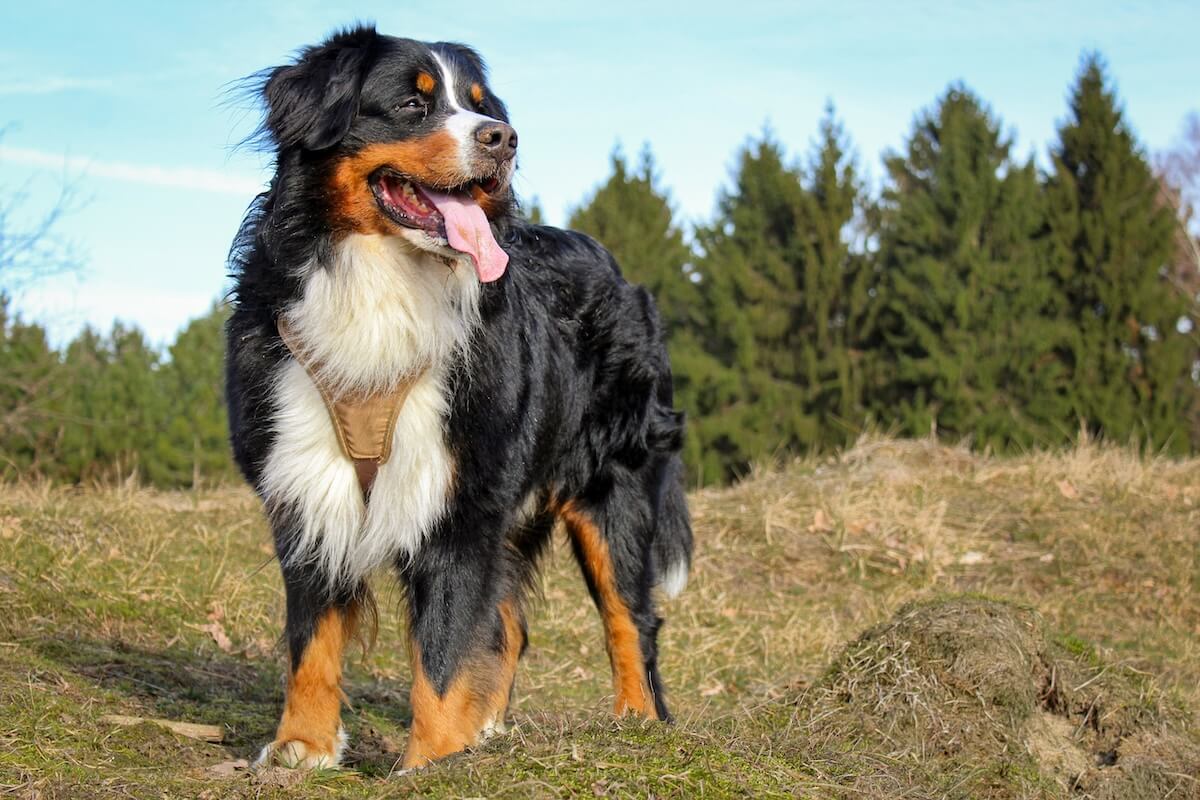 Unsplash: Bernese mountain dog my Alexandra Lau