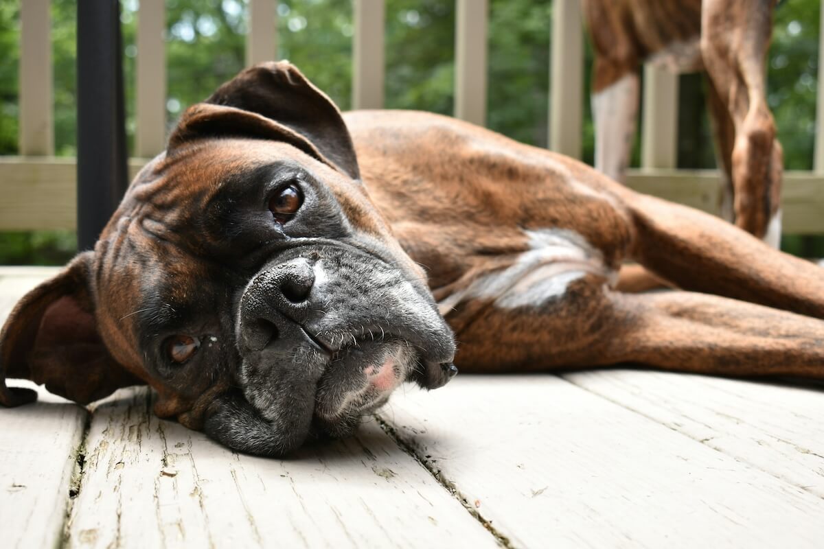 Unsplash Boxer dog lying down by Meghan Hessler