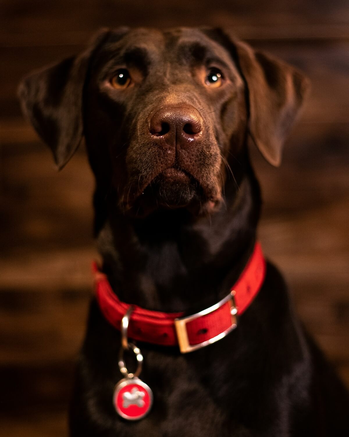 Unsplash Chocolate labrador by Ybag media