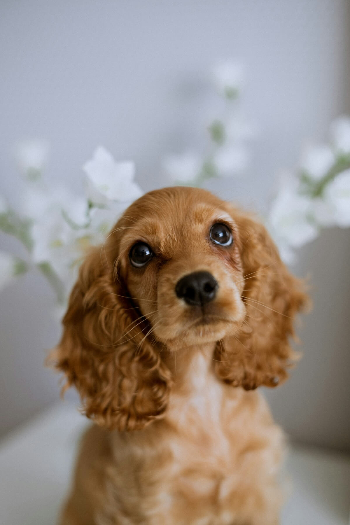 Unsplash: Cocker spaniel dog by alsu vershinina