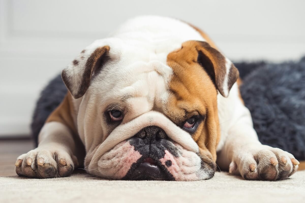 Unsplash: Cute and grumpy English bulldog by sebastien