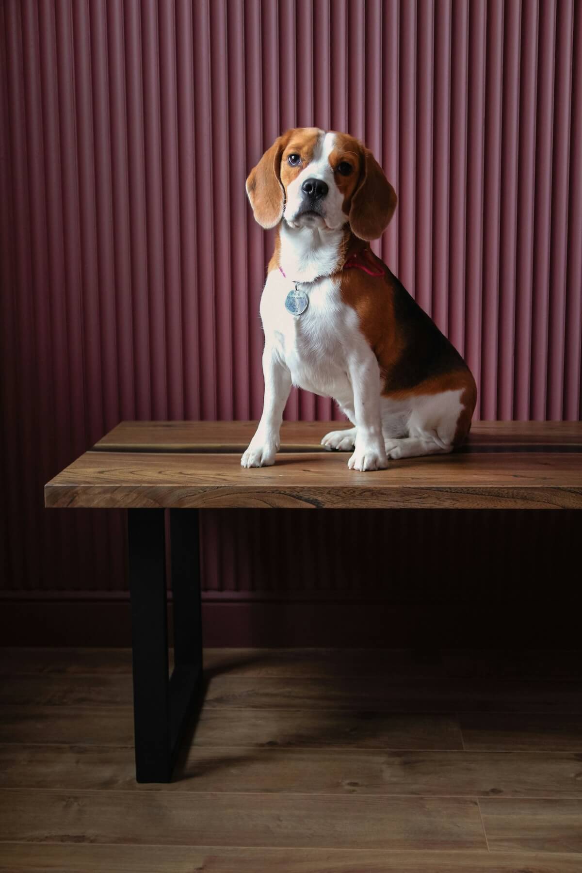 Unsplash: Cute beagle sitting on table by Anna Kumpan