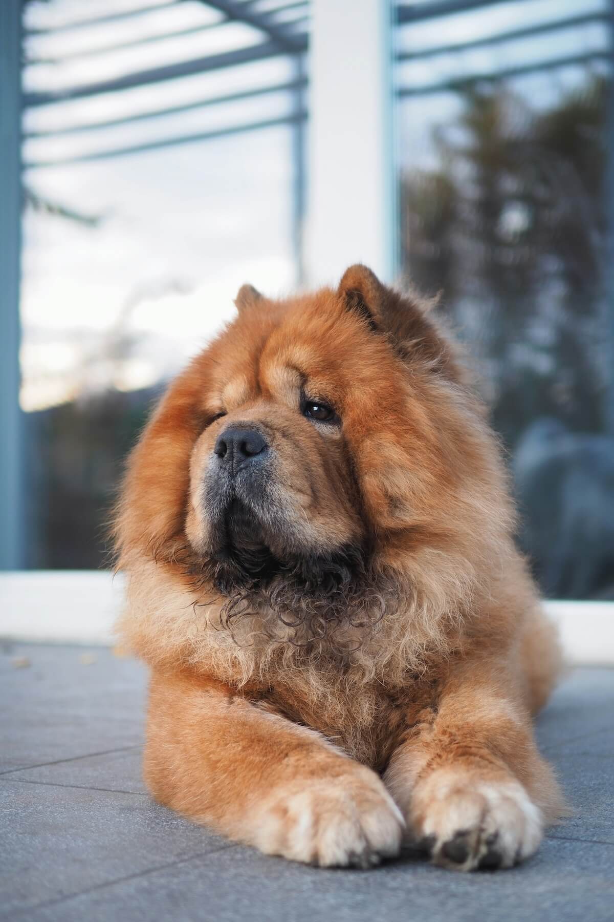 Unsplash: Cute chow chow by lukasz rawa