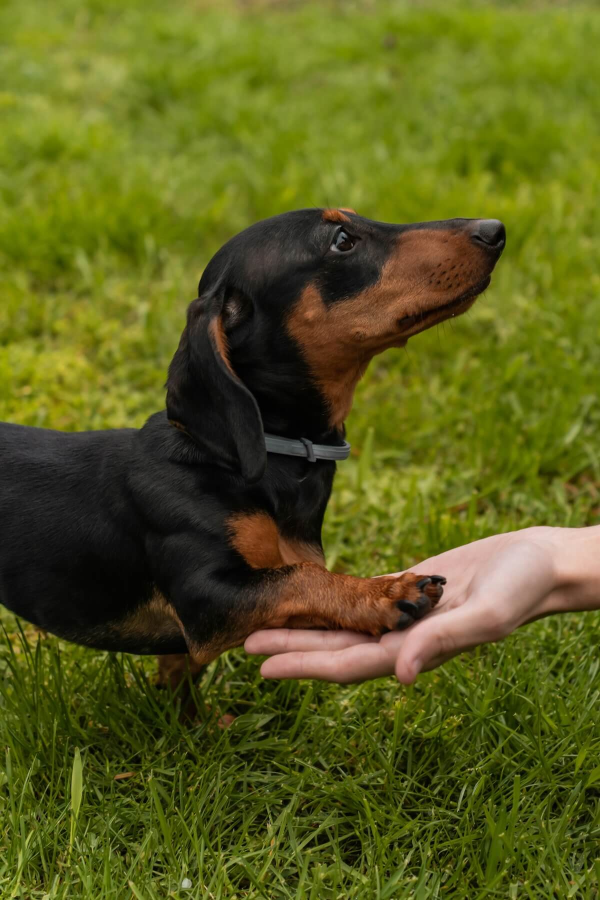 Unsplash: Dachshund in grass with paw on hand by Maria Sime