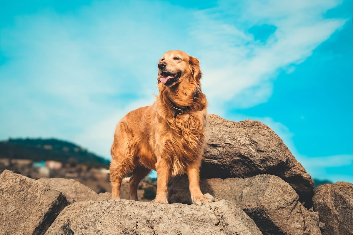 Unsplash: Elegant golden retreiver by enis