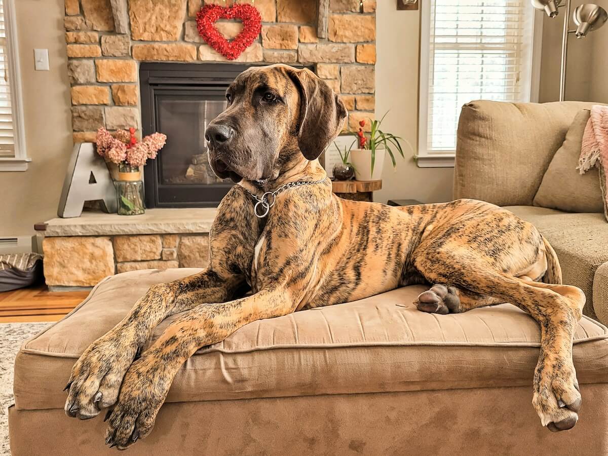 Unsplash: Elegant great dane on couch by George Pagan iii