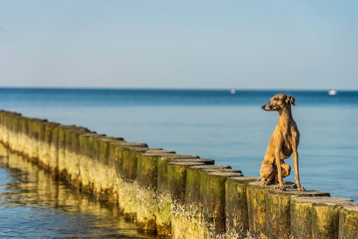 Unsplash: Elegant italian greyhound dog by Christian