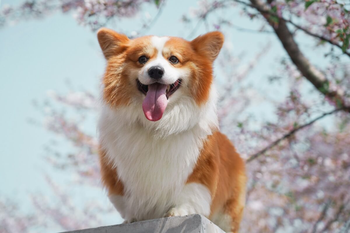 Unsplash: Happy corgi dog by Alvan Nee