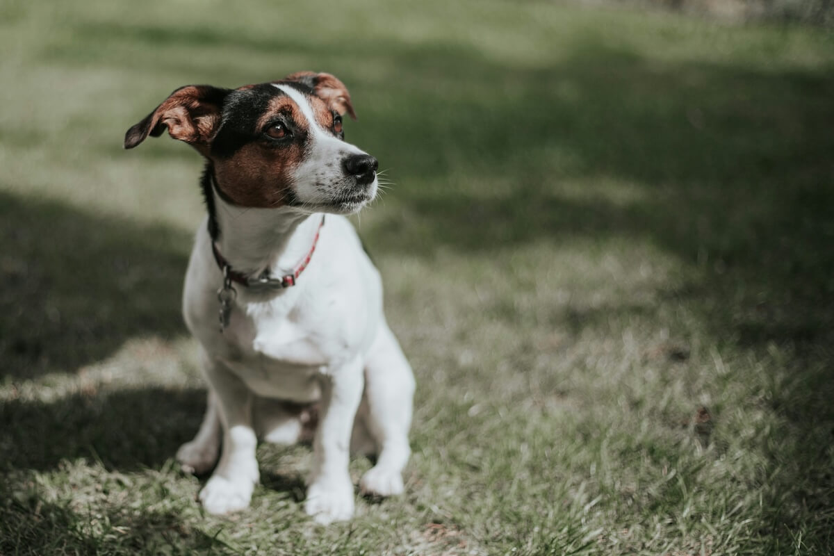 Unsplash: Jack Russel terrier by Gemme Regalado