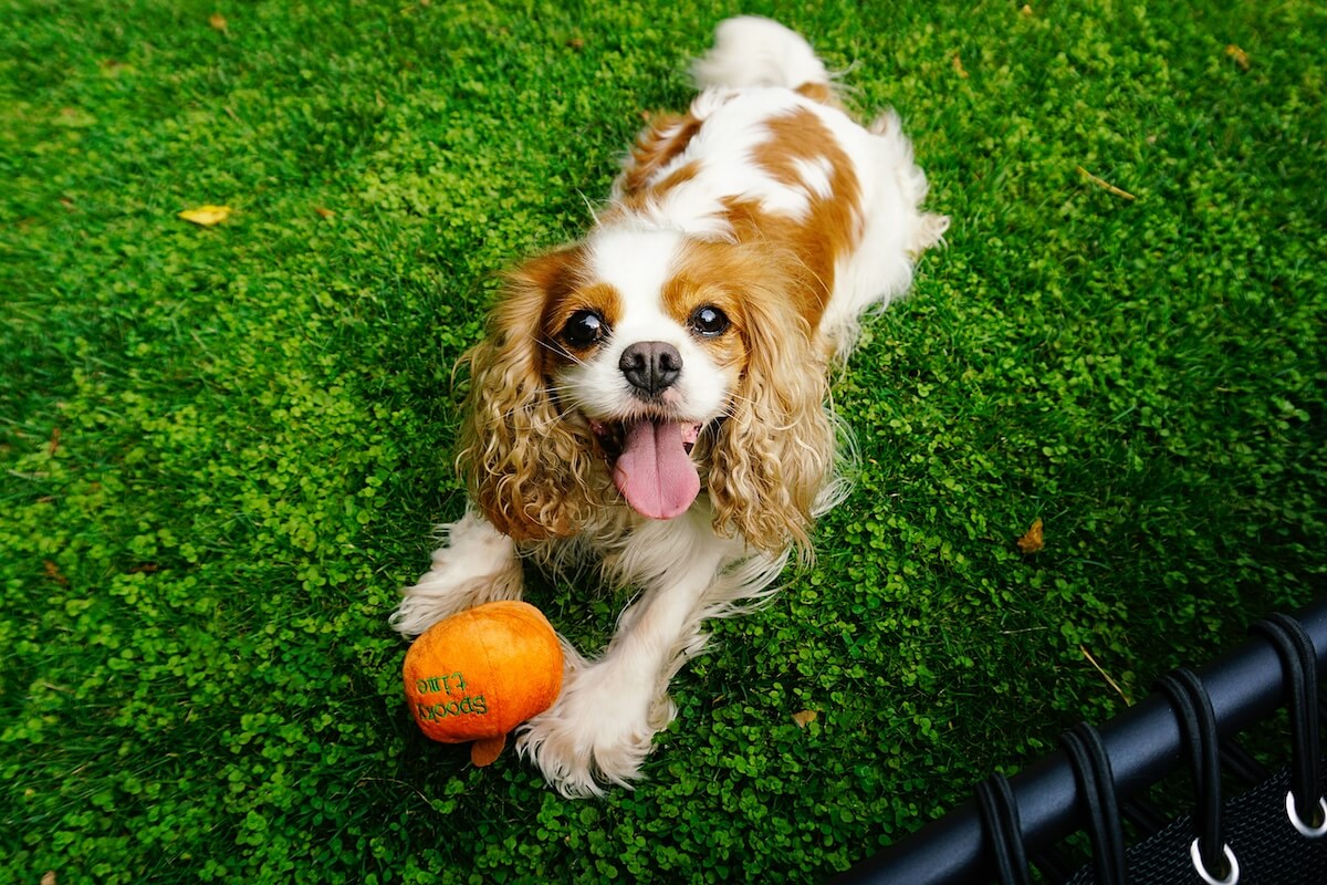 Unsplash: King cavalier charles spaniel with ball by ralf sauter