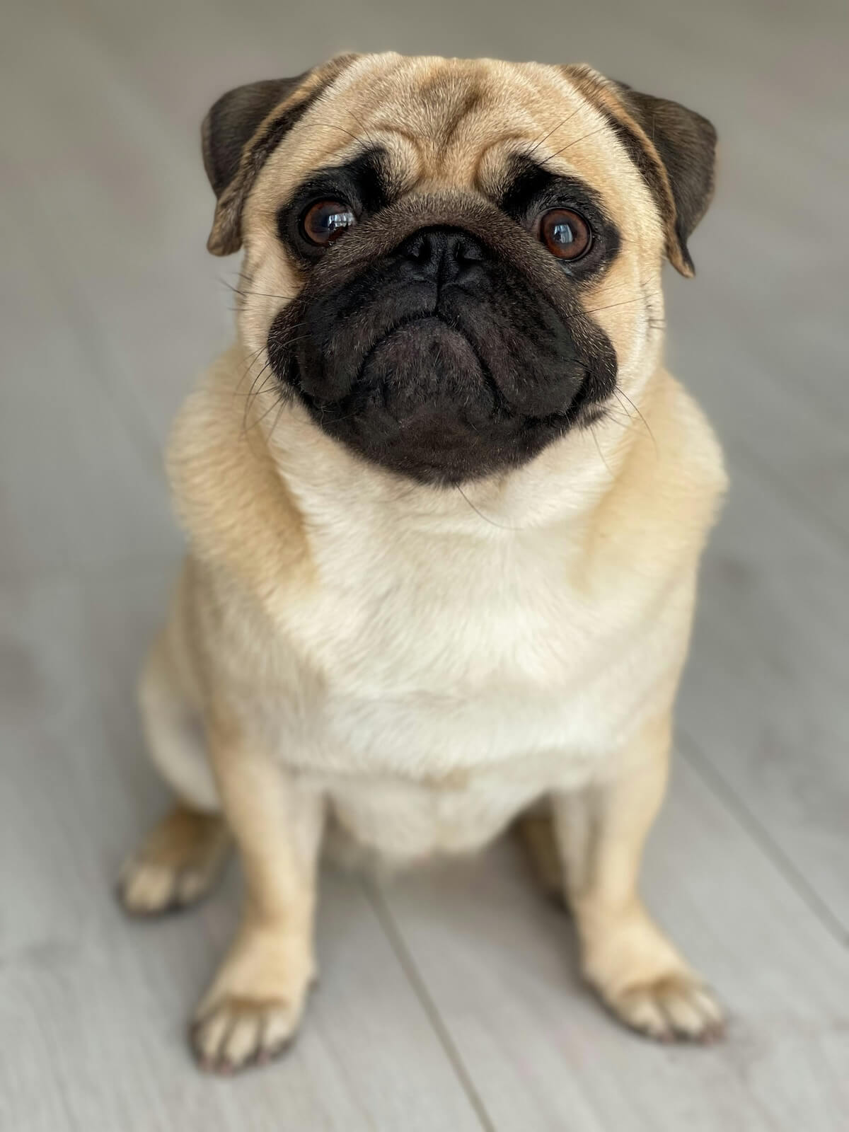 Unsplash: Cute pug dog by Mykyta Telenkov