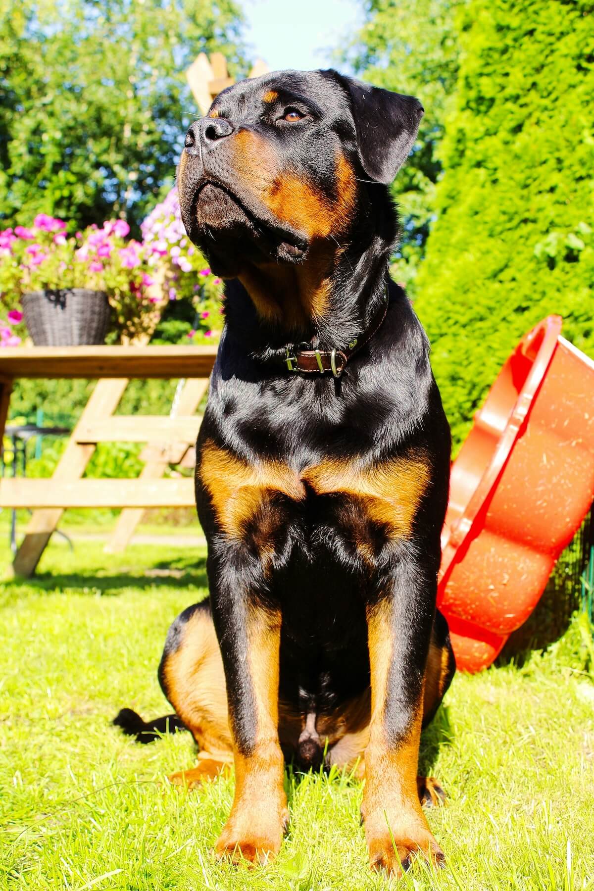 Unsplash: Regal rottweiler dog sitting in sun by Sabine Jaunzeme
