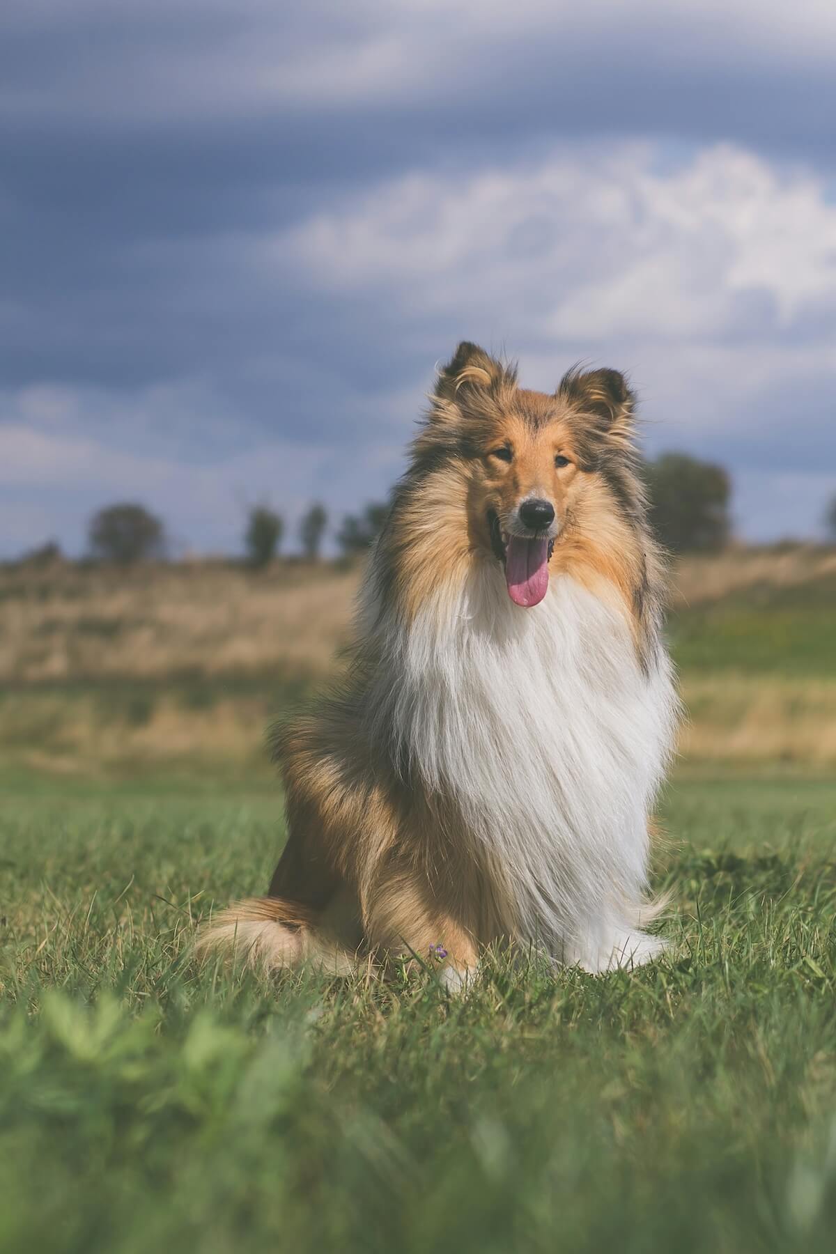 Unsplash: Rough collie dog by Kanashi