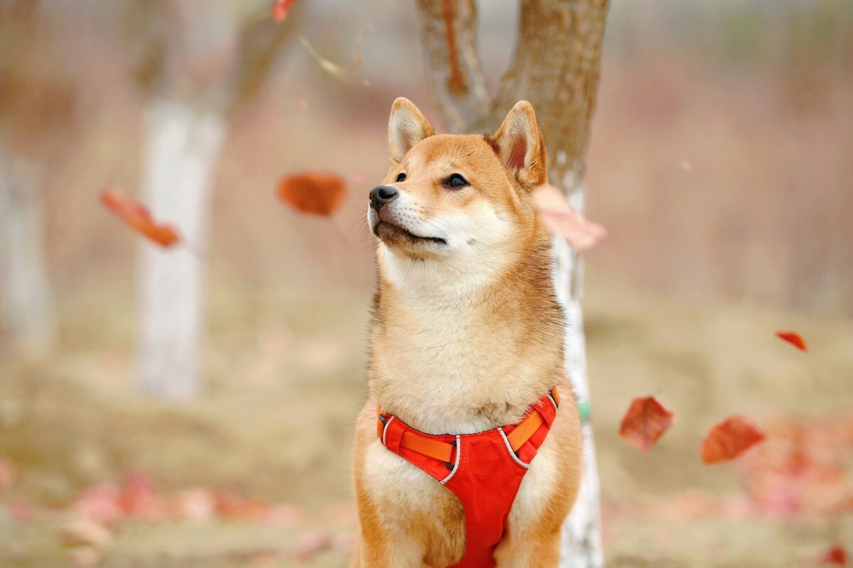 Unsplash: Shiba inu dog under fall leaves by Jaycee Xie
