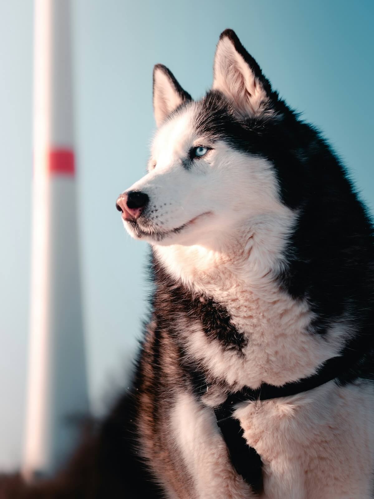 Unsplash: Siberian husky by chris ensminger